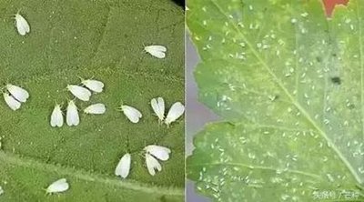 Control pests